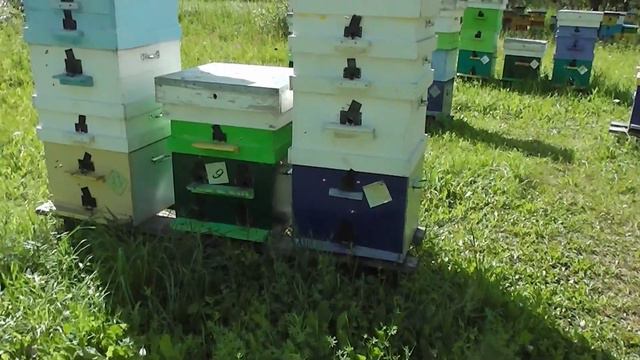 Семья, матка и мёд