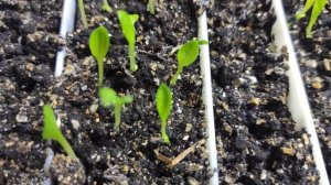 Хоста из семян первые результаты и уход за сеянцами #хоста#размножение#семена#