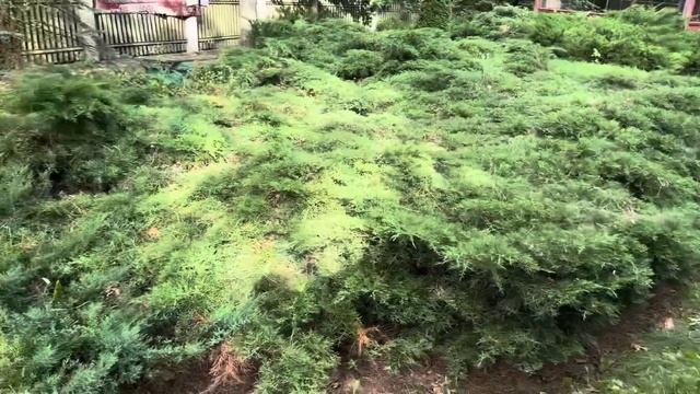 ВЛОГ?Конец лета - не повод не купить босоножки ?Wildberries и Ozon?️Дача ? Про мое поступление смотреть онлайн