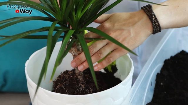 СЕКРЕТ МОЩНОЙ КОРНЕВОЙ НА ЧЕРЕНКАХ ПЕЛАРГОНИИ! смотреть онлайн