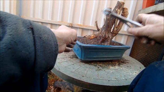 Весна 2020 ямадори жимолость татарская Lonícera tatárica работа с заготовкой часть 2 смотреть онлайн