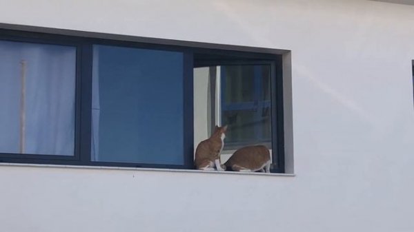 Канарские острова: зимний отдых на Фуэртевентура/Fuerteventura Holidays