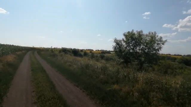 СИНГЕНТА ниома, Белла евралис, Авалон, Константин сады Украины. Обзор 27.07.2021. смотреть онлайн