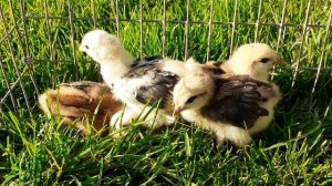 Цыплята Синь синь дянь куры синьсинь дянь зеленое яйцо