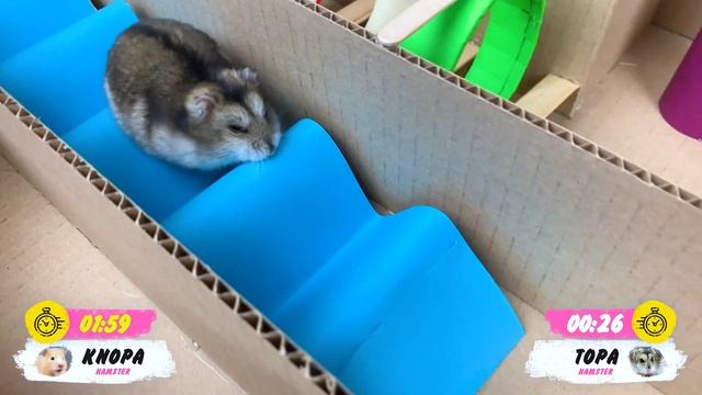 Happy Birthday Hamster Maze | Obstacle Course Hamsters Show