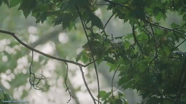 КРАСИВАЯ МУЗЫКА ДЛЯ ДУШИ! Эту музыку можно слушать вечно! Лучшая музыка Сергея Грищука #25 смотреть онлайн