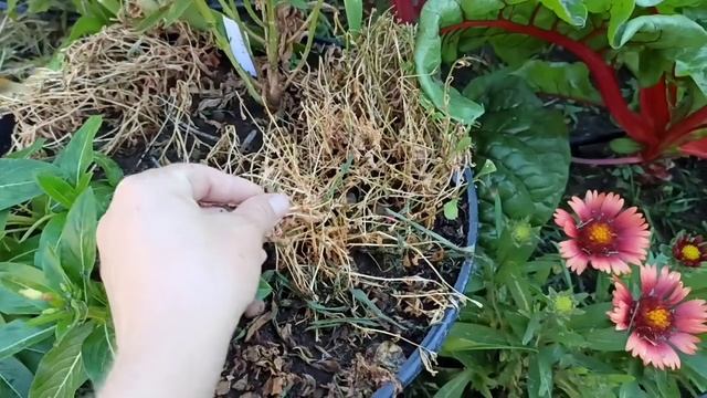 Первые Томаты. Корейский Стелющийся. Горшечный садик это мучение! Гортензия Пинк Аннабель и мой Сад смотреть онлайн