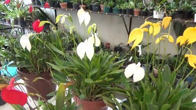 Masdevallia Coccinea De Mi Colección