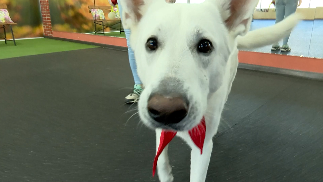 Как сделать собаку послушной: объясняют челябинские кинологи смотреть онлайн
