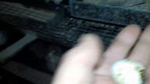 ВО СКОЛЬКО ДНЕЙ НАЧИНАЮТ НЕСТИСЬ ПЕРЕПЕЛА!?