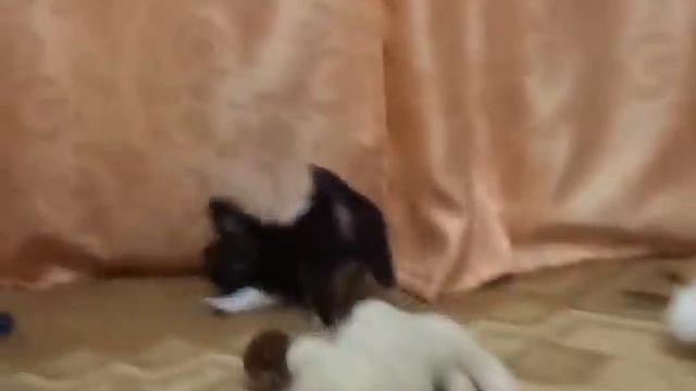 Щенки чихуа АМОР МИЛАГРО лиловый\изабелловый и черный видео 1 смотреть онлайн