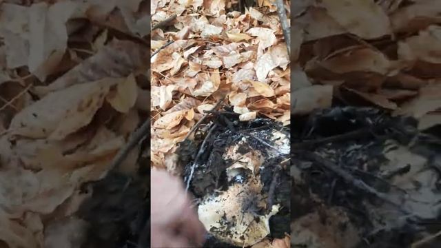 Грибы Валуи и рядовки Астрахань 2021 смотреть онлайн