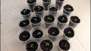 Цинерария. Пикировка сеянцев.__Валентина Земскова.