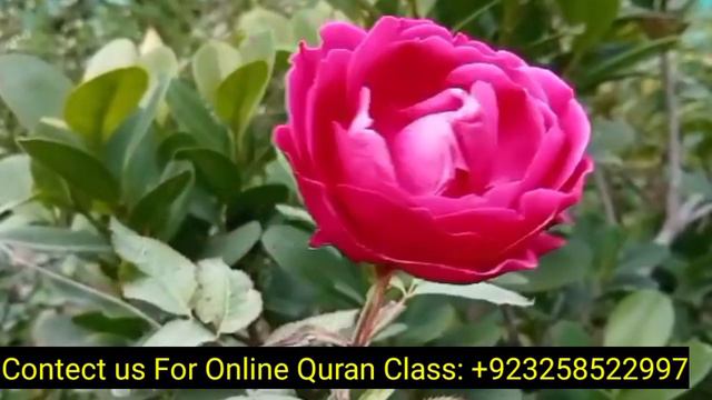 Surah Rahman EP - 000359 By Qari Nadeem Yousuf | سورۃالرحمٰن| Surah Rahman In Beautiful Voice смотреть онлайн