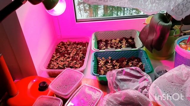 ☀️ 11.03.2023г. ?Рассада подросла?? Мои лампы и полочка для рассады смотреть онлайн