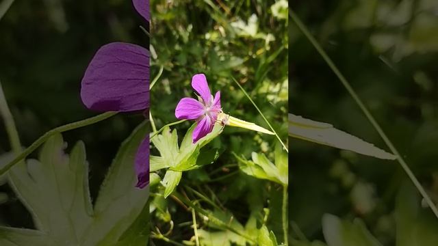 #цветы #бабочка #лес #природа #лето #shorts смотреть онлайн