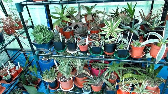 Watering Aloes, Gasterias, Haworthias, & Agaves and Care Tips & Info on them смотреть онлайн