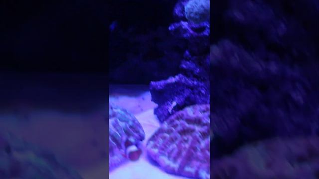 I Can't Wait For This! REEFAPALOOZA ORLANDO! #aquarium #animals #pets смотреть онлайн
