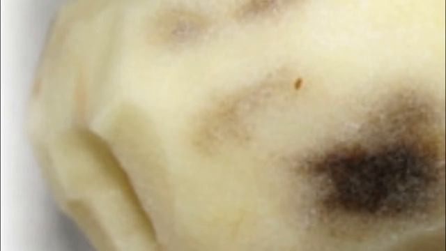 Картофель чернеет практические советы смотреть онлайн