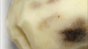 Картофель чернеет практические советы