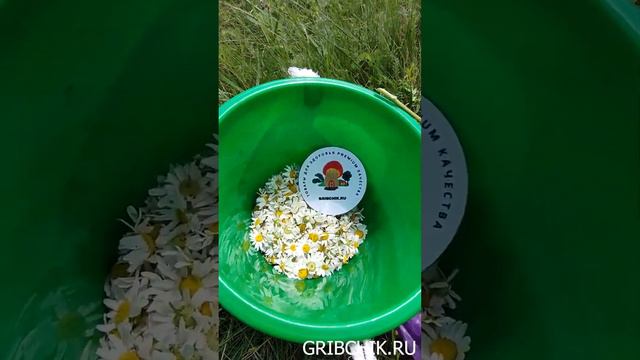 Сбор и сушка ромашки. смотреть онлайн
