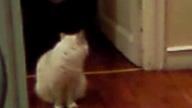 La mia ragdoll Elly смотреть онлайн
