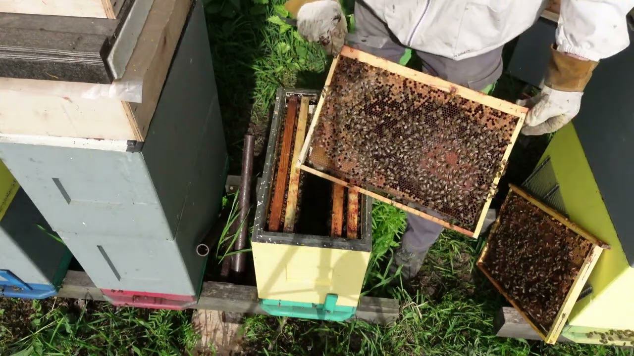 самый простой способ уйти от роевого состояния работа с 6 ти рамочниками смотреть онлайн