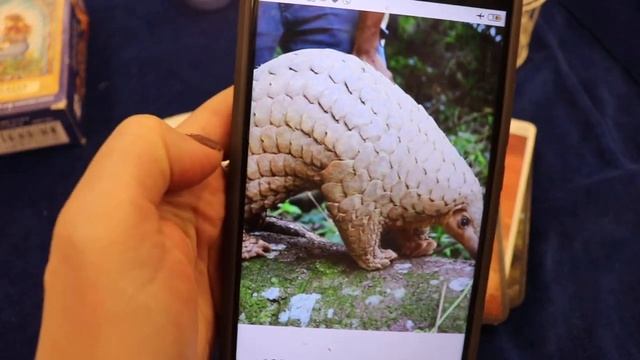 ПАНГОЛИН (ЖИВОТНОЕ-ШИШКА): НЕЗАСЛУЖЕННО ОБВИНЕННЫЙ ЗВЕРЬ ИЛИ ПОТЕНЦИАЛЬНАЯ ОПАСНОСТЬ? смотреть онлайн