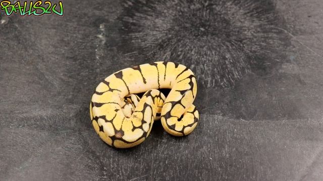 BASE MORPH: Super Pastel смотреть онлайн