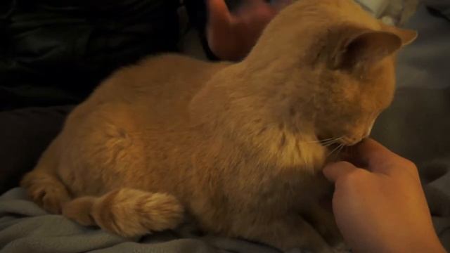 Sony NEX 5N - Orange Kitty смотреть онлайн