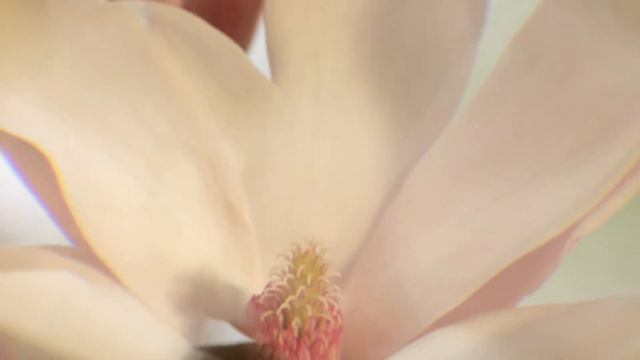 ETRO WHITE MAGNOLIA смотреть онлайн