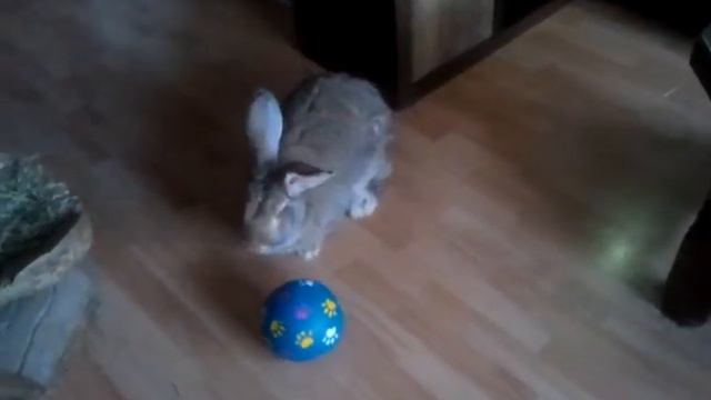 Flemish giant and lop with rabbit ball. смотреть онлайн
