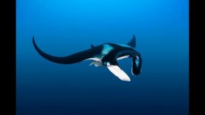 Скат манта (все про ската)