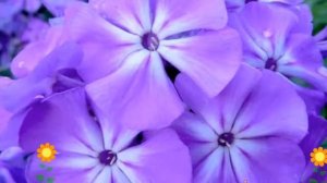 Флокс метельчатый Блю Бой (Blue Boy). Краткий обзор, описание характеристик, где купить рассада