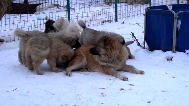 Догонялки смотреть онлайн