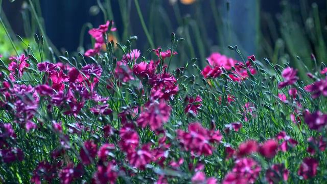 Purple flowers free clips смотреть онлайн