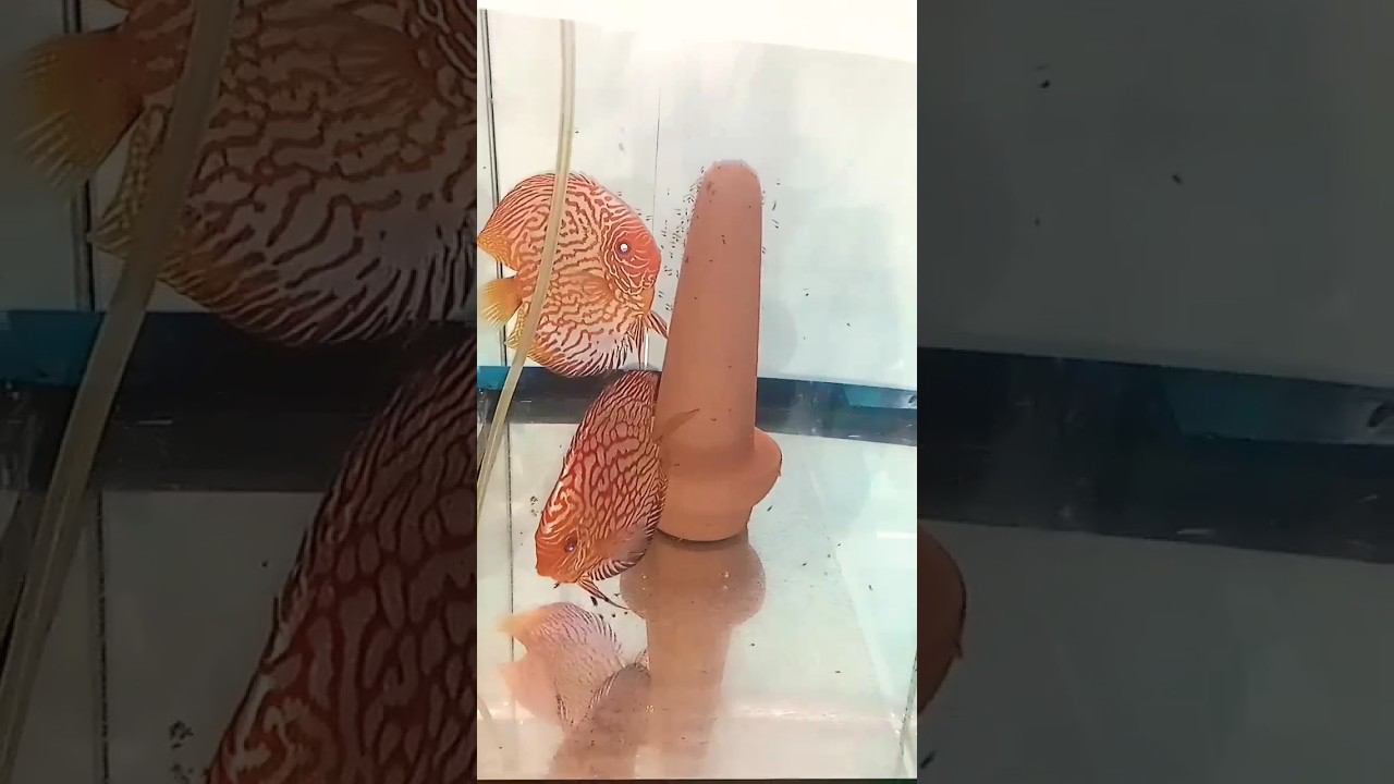 Божественный расплыв малька Пидженов #aquarium #аквариум #discus #аквариумныерыбки #shorts #short смотреть онлайн