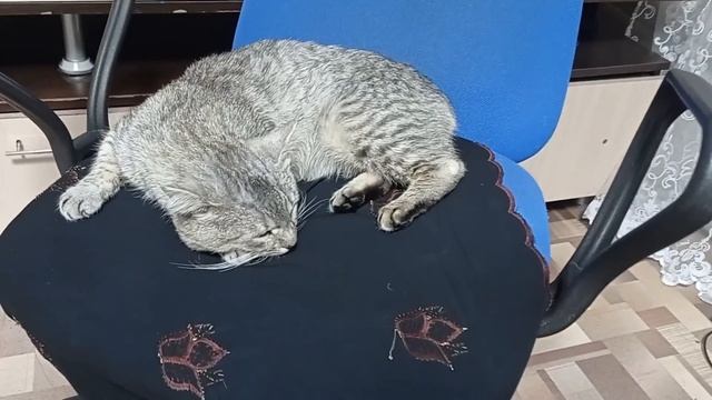 Посадила петунию . Готовимся к ОГЭ ./Мама Гуля /. смотреть онлайн