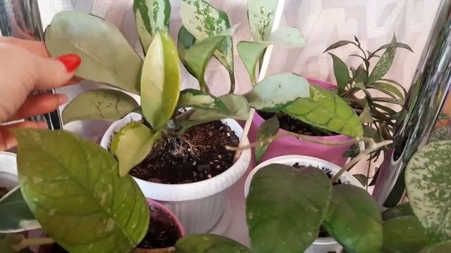 /Занесли хойи с балкона/Как мы их расставили/?? смотреть онлайн