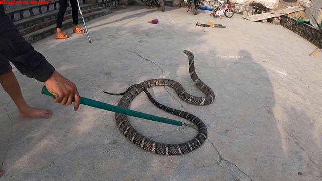 Terrible, The World's Largest And Most Venomous Snake - King Cobra | People's Obsession