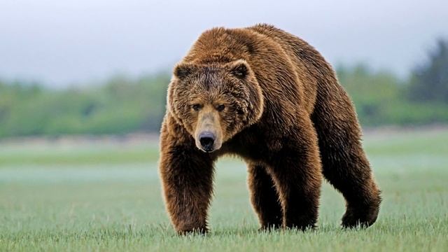 Самые опасные медведи смотреть онлайн
