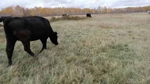 Пасу коров! Коровы! Цены на сено! Цены на зерно! СОБАКИ меня покусали! смотреть онлайн