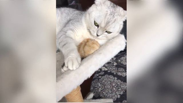 BEST COUB #1. Что они себе позволяют?! смотреть онлайн