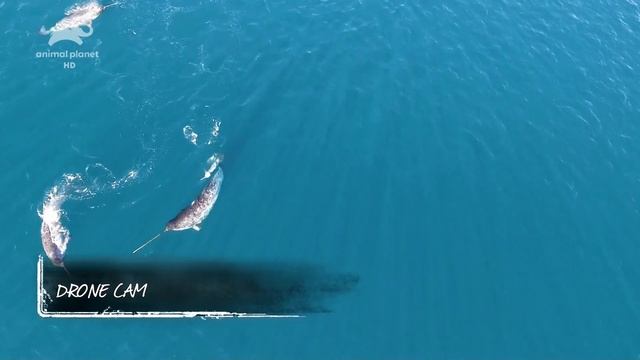 Зачем природа наградила Нарвала (Monodon monoceros) необычным зубом длиной до 3 метров ? смотреть онлайн