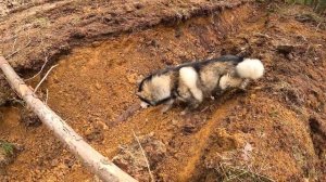 Собаки нашли ДОМ БОМЖА в Лесу  / домик своими руками