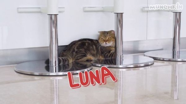 Cats vs Floppy Fish Toy!