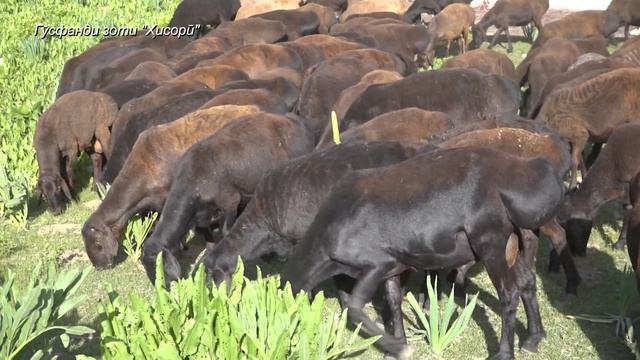 ГУСФАНДИ ХИСОРИ 2021 смотреть онлайн