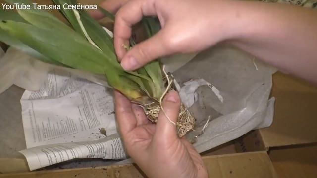 Odontonia Nippon Цветение. Содержание орхидей на улице 33 регион. смотреть онлайн