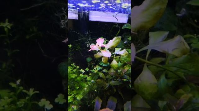 Борьба с водорослями. Нитка, вьетнамка, GDA смотреть онлайн