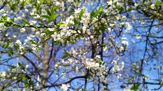 Весна. Цветение. Очень красивое видео о Весне. РЕЛАКС! // Spring blossom. Relaxing смотреть онлайн